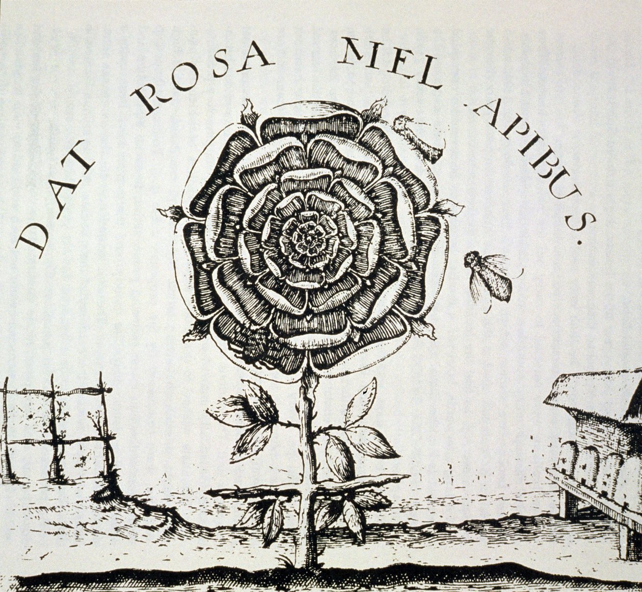 Rosicrucian Allegory, Johann Theodore de Bry (c.1598) द्वारा उत्कीर्णन की प्रतिलिपि, इतिहास के जादू में प्रयुक्त, 19 वीं सदी के अंत में प्रकाशित द्वारा फ्रेंच स्कूल
