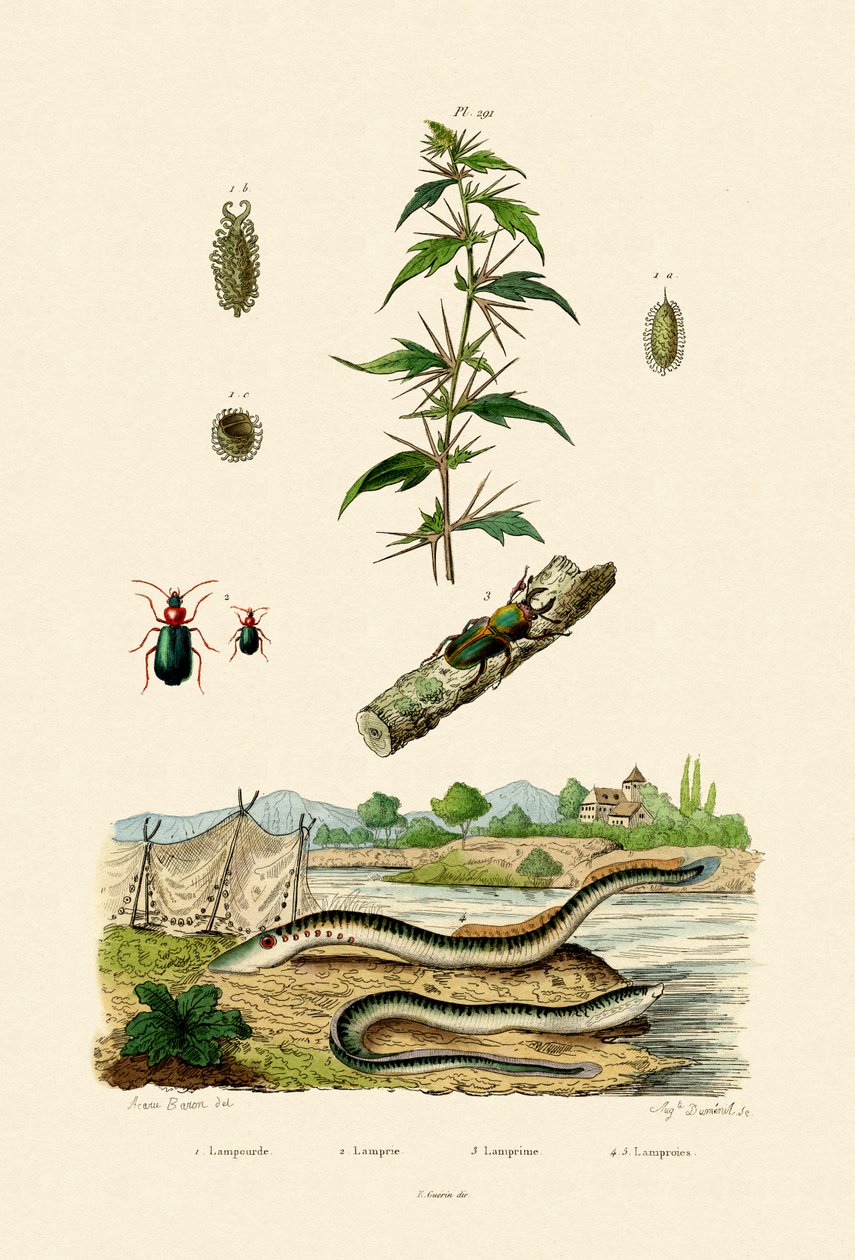 रफ कॉकलेबुर, 1833-39 द्वारा फ्रेंच स्कूल