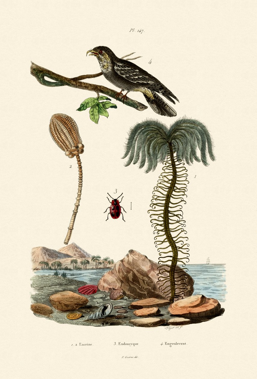 सी लिली, 1833-39 द्वारा फ्रेंच स्कूल