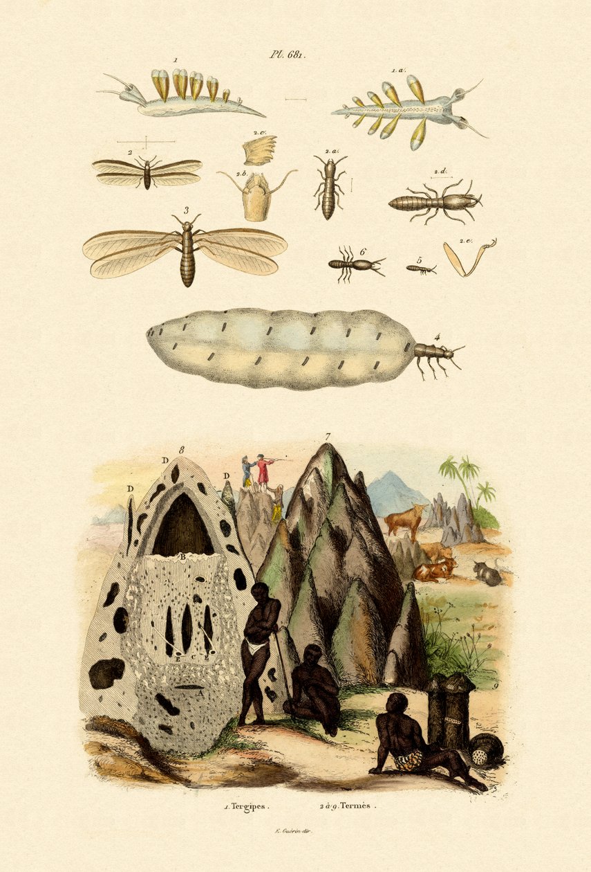सी स्लग, 1833-39 द्वारा फ्रेंच स्कूल