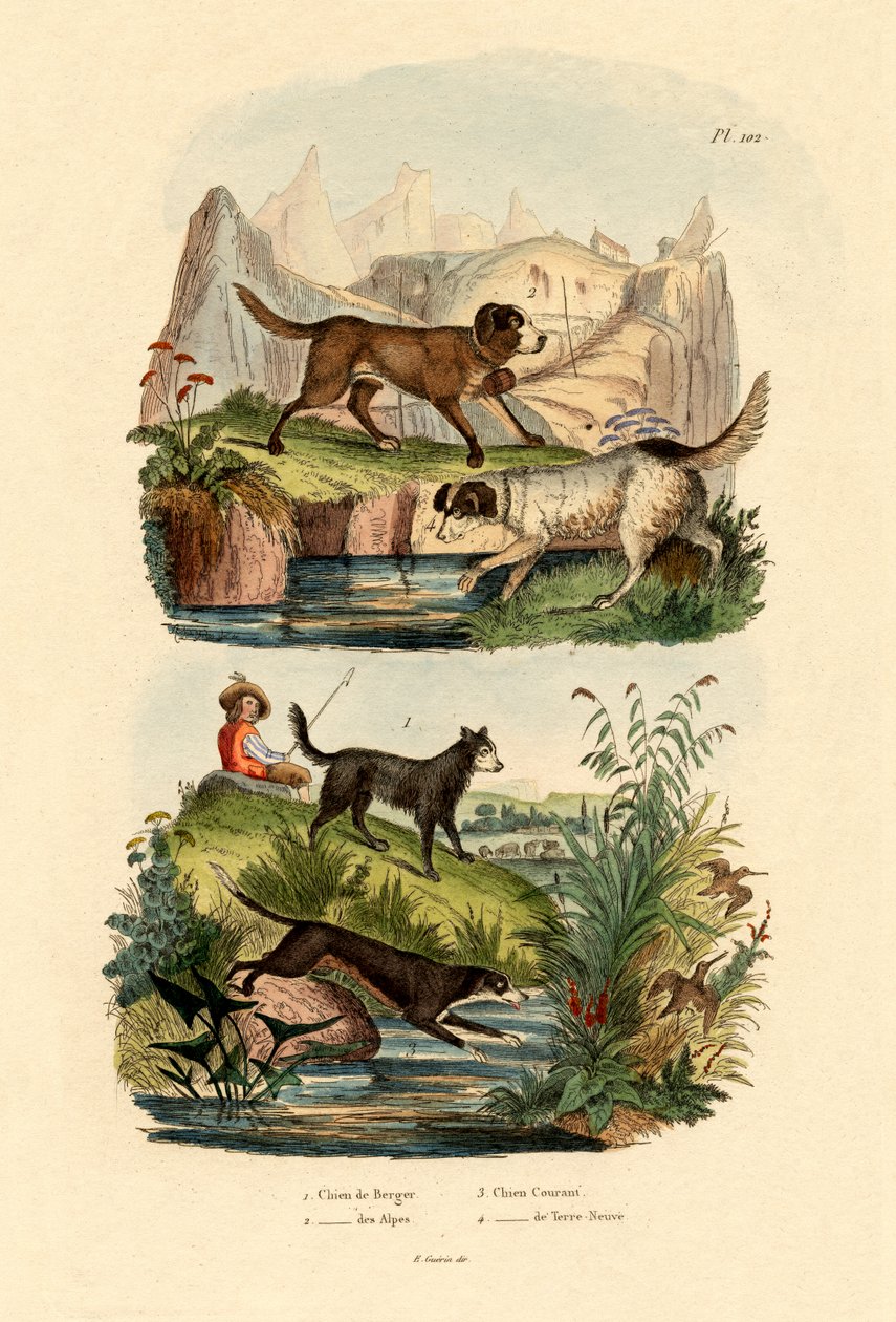 शेफर्ड डॉग, 1833-39 द्वारा फ्रेंच स्कूल
