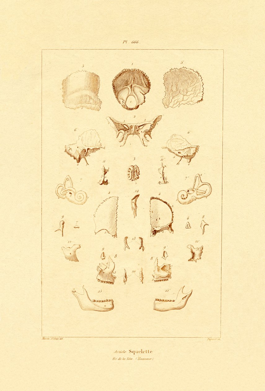 कंकाल, 1833-39 द्वारा फ्रेंच स्कूल