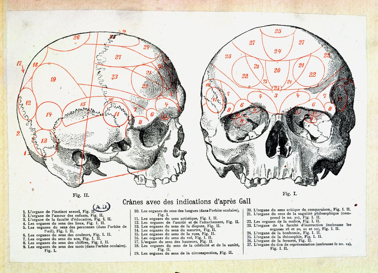 फ्रांज जोसेफ गैल (1758-1828) के बाद फ्रेनोलोगिक संकेत के साथ खोपड़ी द्वारा फ्रेंच स्कूल