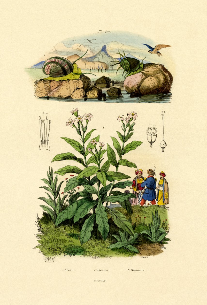 घोंघे, 1833-39 द्वारा फ्रेंच स्कूल