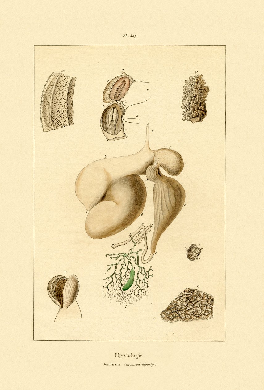 पेट, 1833-39 द्वारा फ्रेंच स्कूल