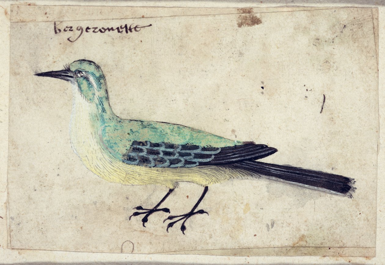 एक पक्षी का अध्ययन, c.1620 द्वारा फ्रेंच स्कूल