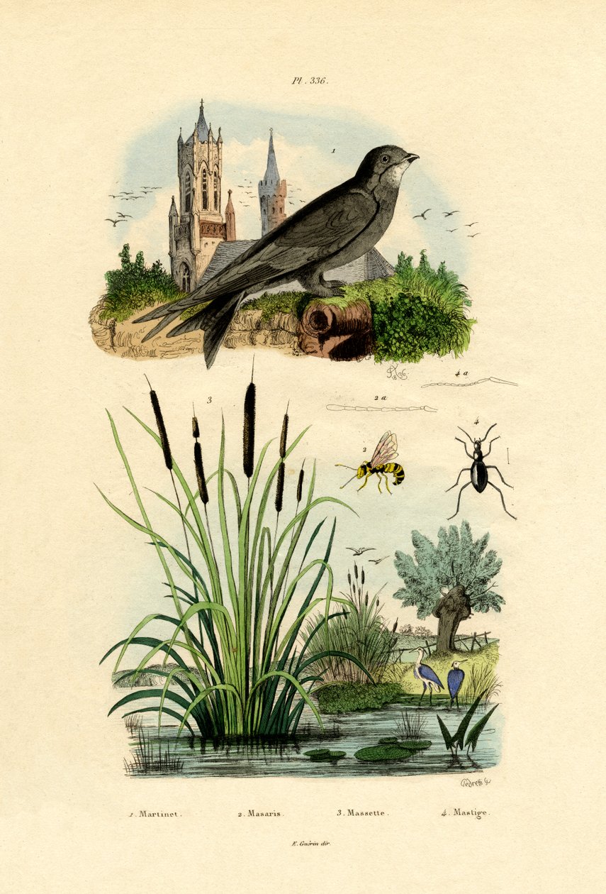 स्विफ्ट, 1833-39 द्वारा फ्रेंच स्कूल