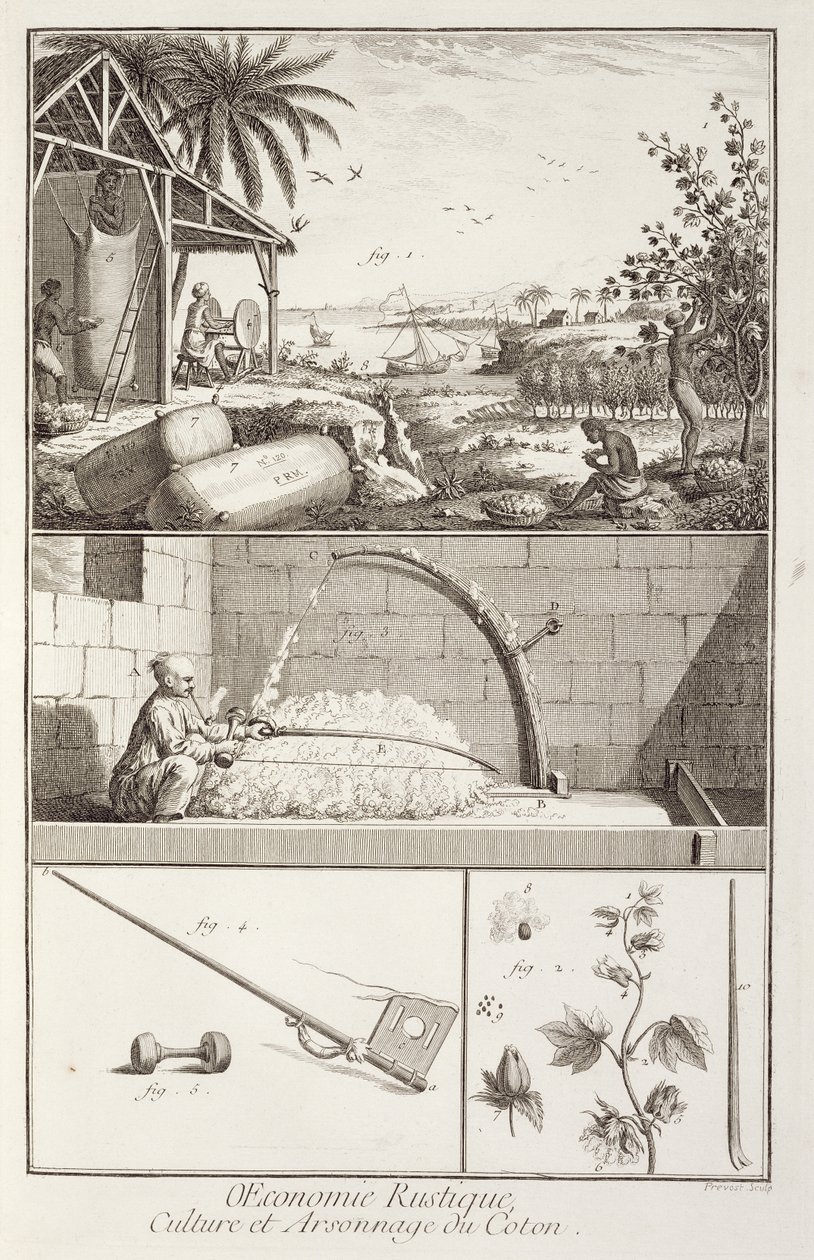 एनी प्रोवोस्ट (fl.1834-55), c.1760 द्वारा उत्कीर्ण डेनिस डिडरोट (1713-84) द्वारा विश्वकोश से कपास की खेती द्वारा फ्रेंच स्कूल