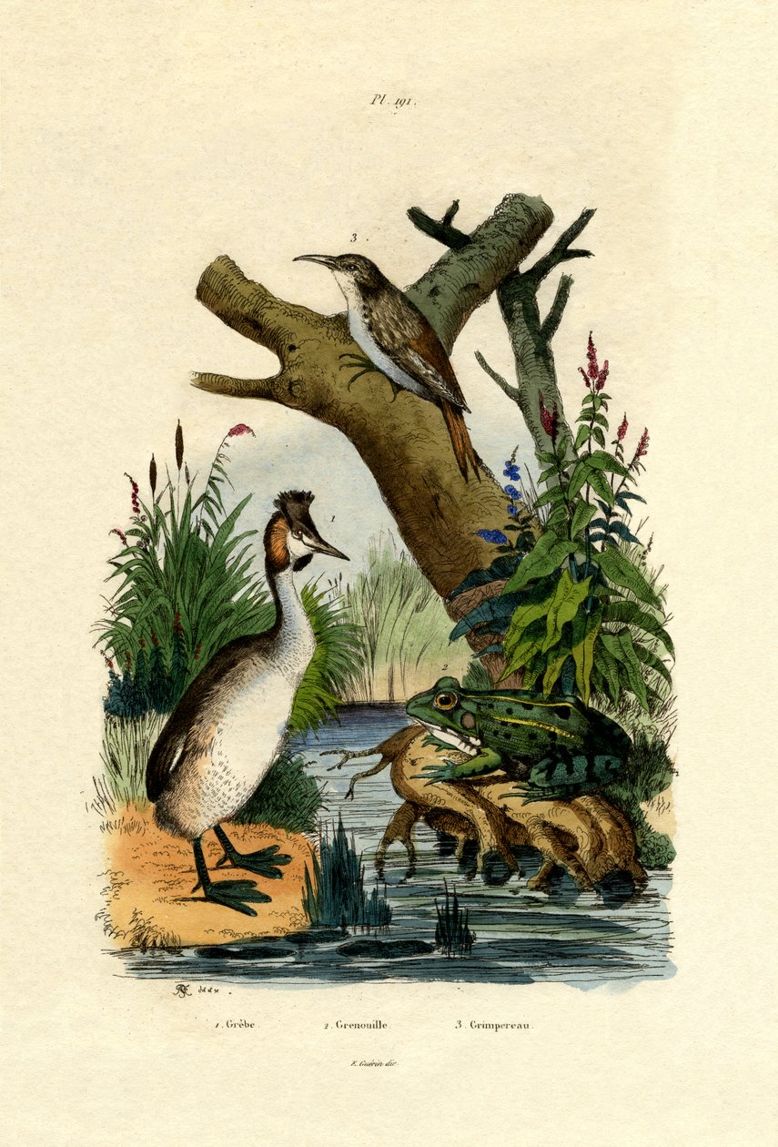 टॉड, 1833-39 द्वारा फ्रेंच स्कूल