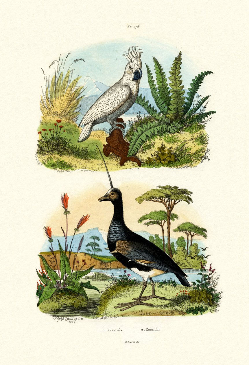छाता कॉकटू, 1833-39 द्वारा फ्रेंच स्कूल