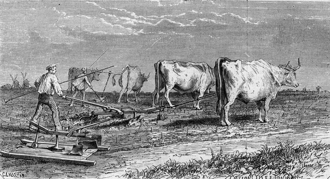 मेडोक में अंगूर की खेती: बैलों द्वारा खींचे गए हल की बदौलत अंगूर के बागों की जुताई। 11 जनवरी 1868 के "" ले मोंडे इलस्ट्र्रे "" एन ° 561 में उत्कीर्णन। द्वारा फ्रेंच स्कूल