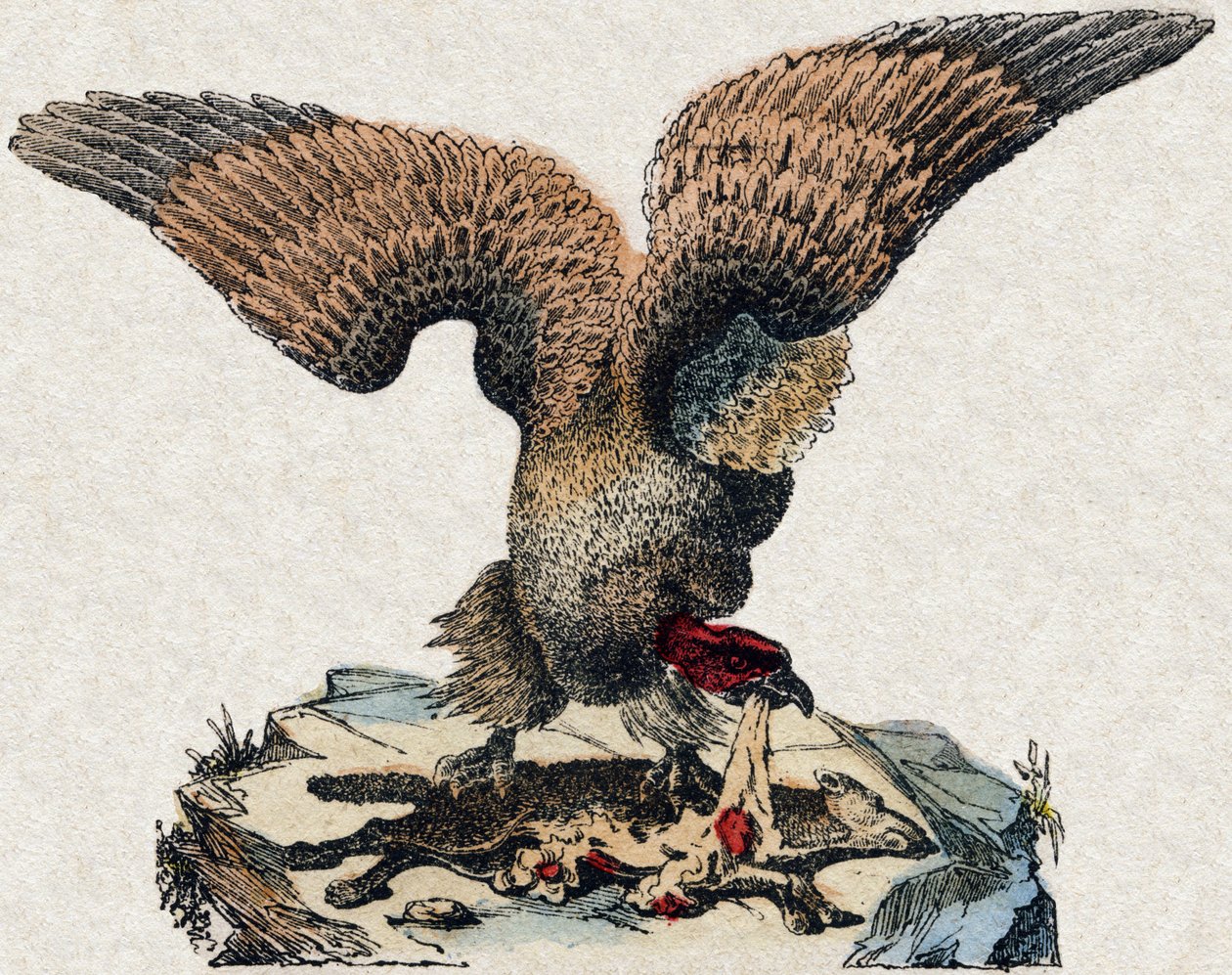 गिद्ध। "" अल्फाबेट डेस एनिमॉक्स सॉवेजेज "" में उत्कीर्णन। 9वीं श्रृंखला। एपिनल, पेलरिन, प्रिंटर-प्रकाशक, लगभग 1870 की इमेजरी। लकड़ी पर उत्कीर्णन, स्टेंसिल। 16 पृष्ठ। मंद: 20 x 15 सेमी। निजी संग्रह द्वारा फ्रेंच स्कूल