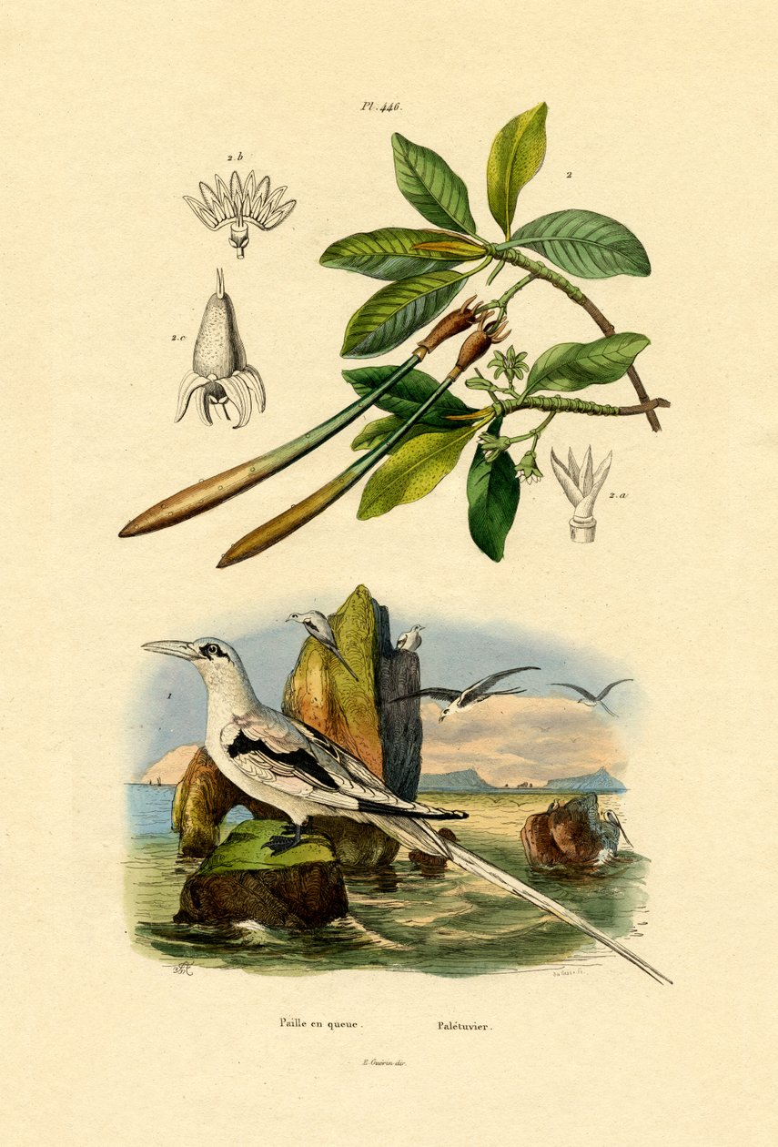 व्हाइट-टेल्ड ट्रोपिकबर्ड, 1833-39 द्वारा फ्रेंच स्कूल