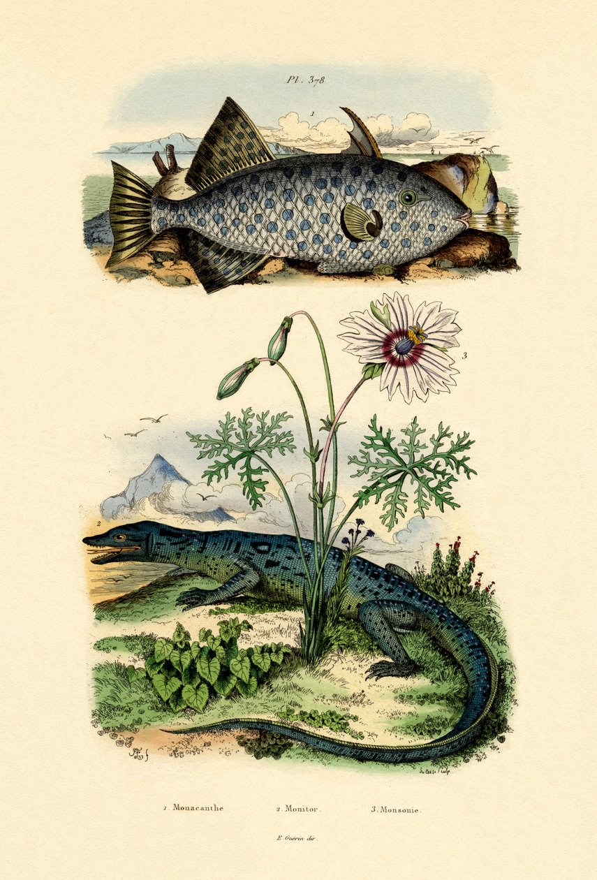 व्हॉट्सपॉटेड फाइलफिश, 1833-39 द्वारा फ्रेंच स्कूल
