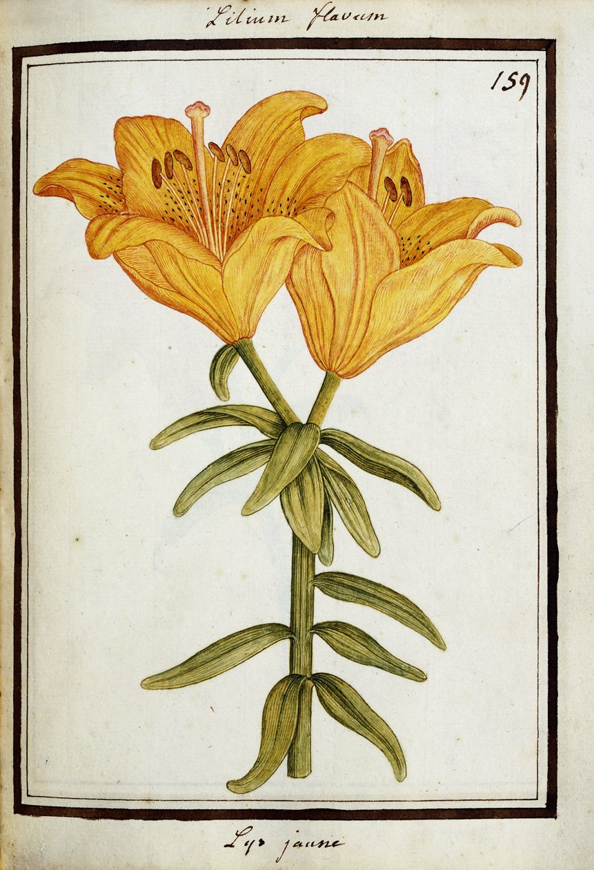 पीला लिली, c.1700 द्वारा फ्रेंच स्कूल