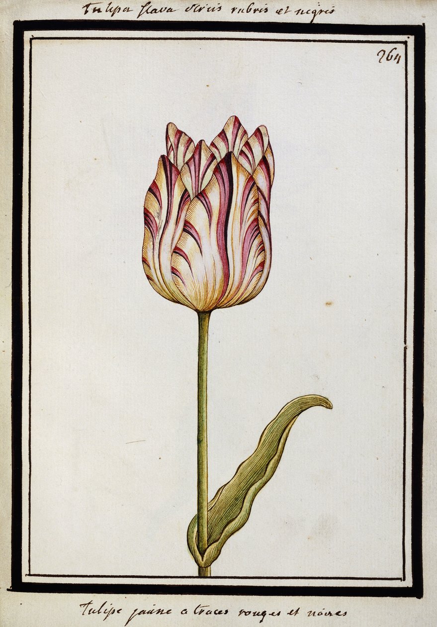 लाल और काले धारियों वाला पीला ट्यूलिप, c.1700 द्वारा फ्रेंच स्कूल