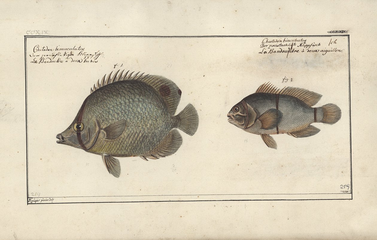 चैतोडोन ओसेलेटस, 1790 से पहले द्वारा फ्रेडरिक अगस्त क्रूगर