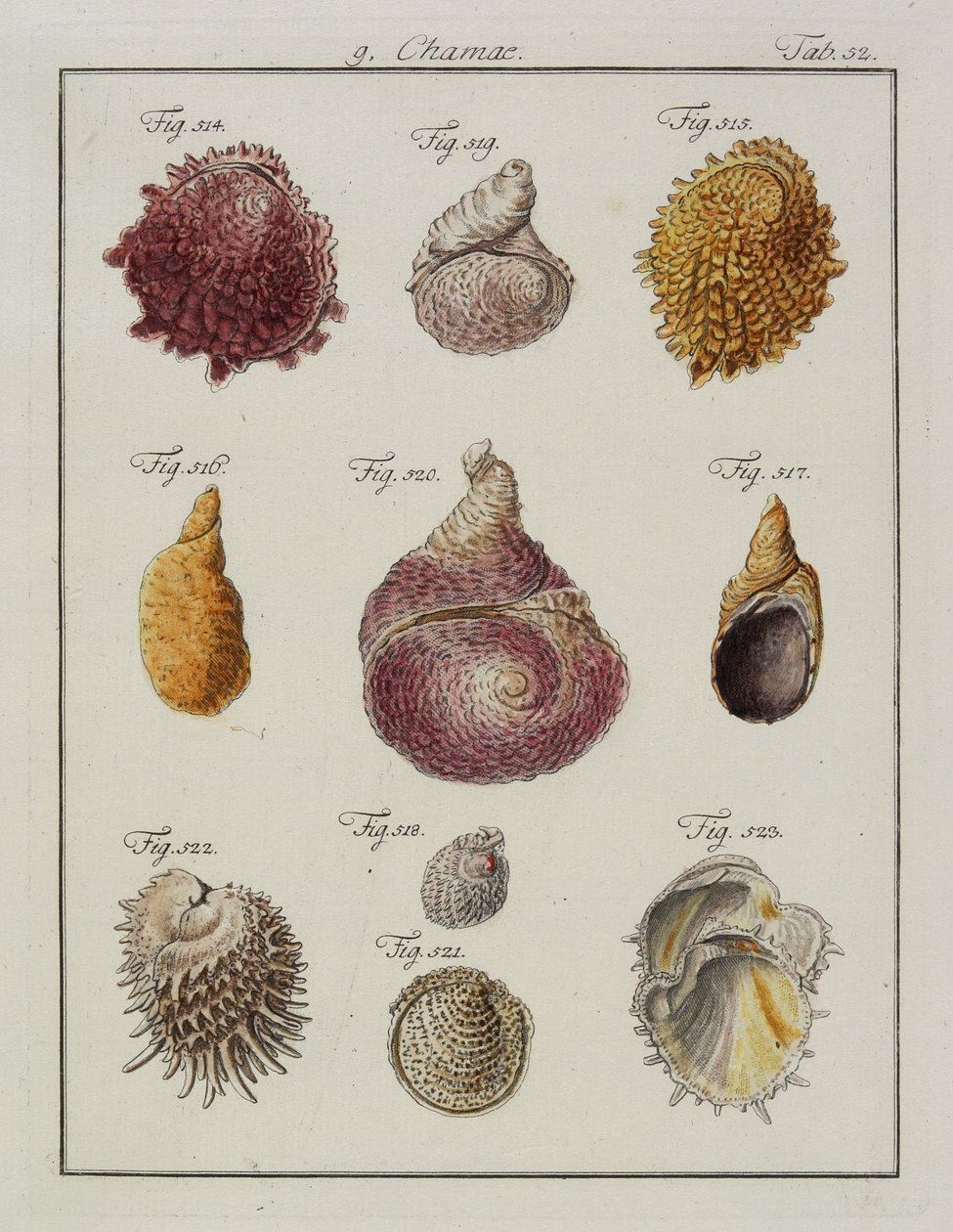 समुद्र के गोले: Chamae, Pinnae, Neues systematisches Conchylien-Cabinet, 1784 से (हाथ से बने नक़्क़ाशी और उत्कीर्णन) द्वारा फ्रेडरिक हेनरिक विल्हेम मार्टिनी