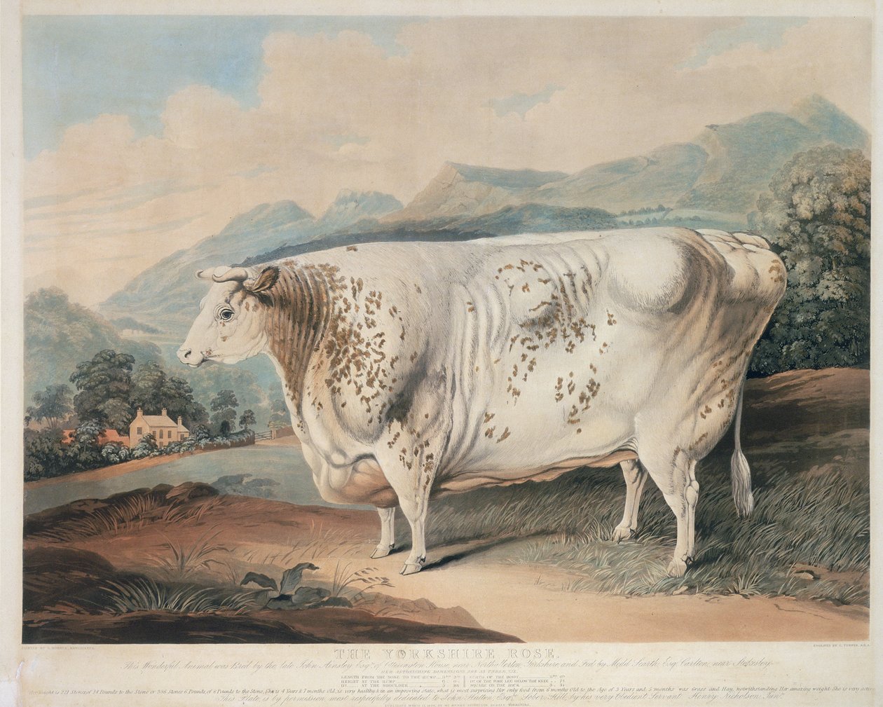 यॉर्कशायर रोज़, सी। टर्नर (fl.1773 -1857) द्वारा 1838 में उकेरा गया द्वारा हॉर्नर के बाद जी