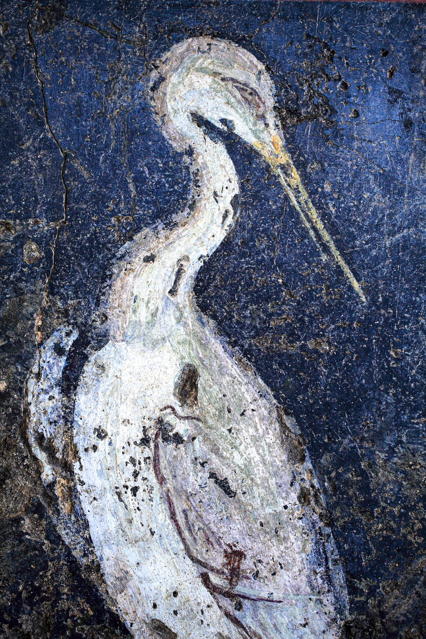  द्वारा गैलो रोमन