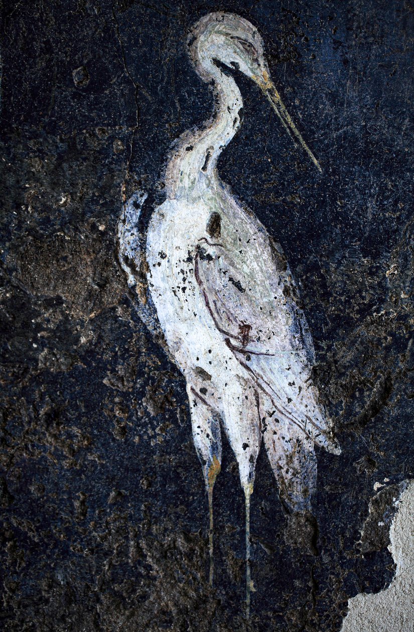  द्वारा गैलो रोमन