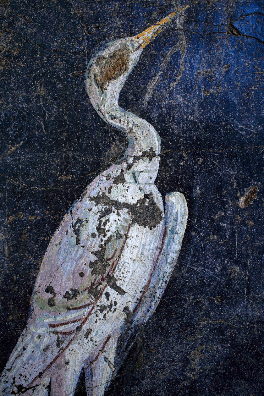  द्वारा गैलो रोमन