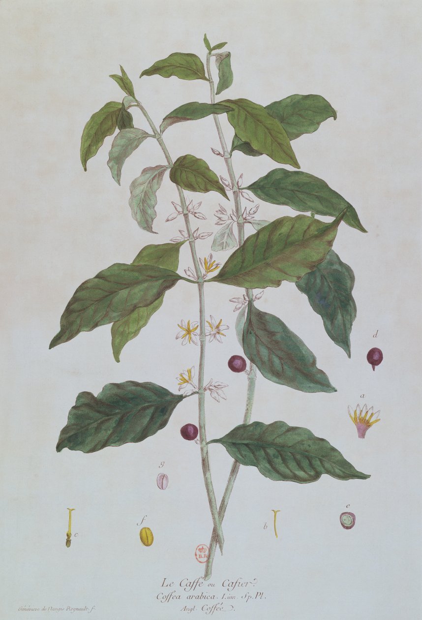 निकोलस फ्रेंकोइस रेग्नॉल्ट (1746-1810) द्वारा पेरिस में 1774 में प्रकाशित &39;द बॉटनिक पुट हर एज़ डोर&39; से कॉफ़ी अरेबिका (कॉफ़ी) वनस्पति प्लेट द्वारा जिनेविव रेग्नॉल्ट डी नंगिस