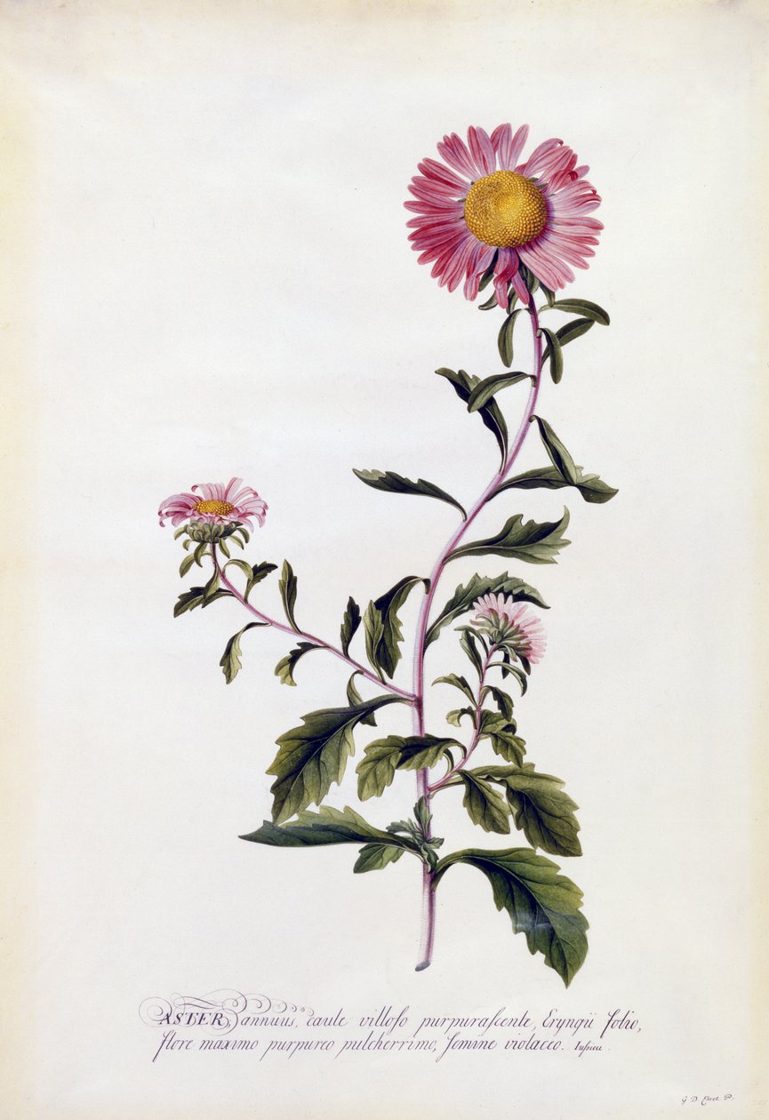 एस्टर, c.1743 (हाथ से सजी रंग की नक्काशी) द्वारा जॉर्ज डायोनिसियस एह्रेत