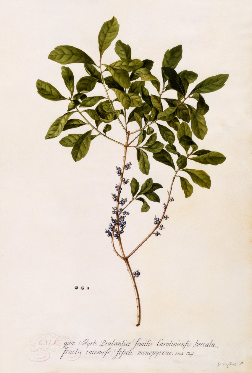 बायबेरी या मर्टल, c.1746 (हाथ से सजी रंग की नक्काशी) द्वारा जॉर्ज डायोनिसियस एह्रेत