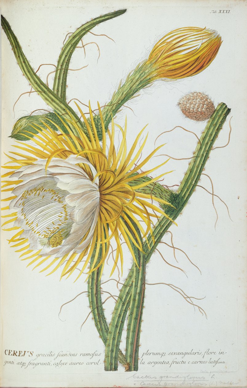 कैक्टस, Cereus, Trew के "संयंत्र चयनकर्ता &39;1750-1773 से द्वारा जॉर्ज डायोनिसियस एह्रेत