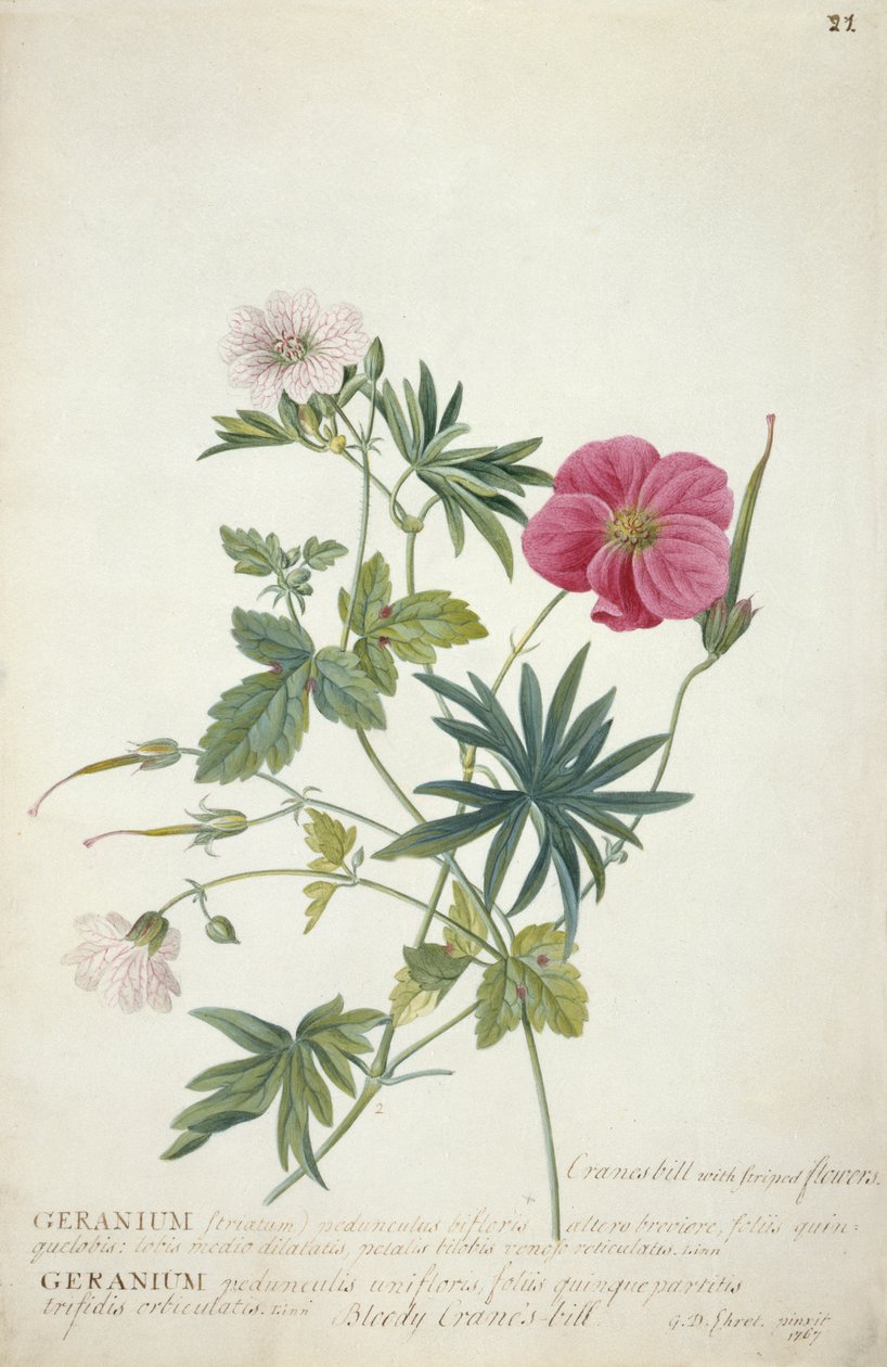 Geranium। विभिन्न प्रजातियों के दो परस्पर जुड़े तने, 1767 (wc, ग्रेफाइट und bodycolour कागज पर) द्वारा जॉर्ज डायोनिसियस एह्रेत