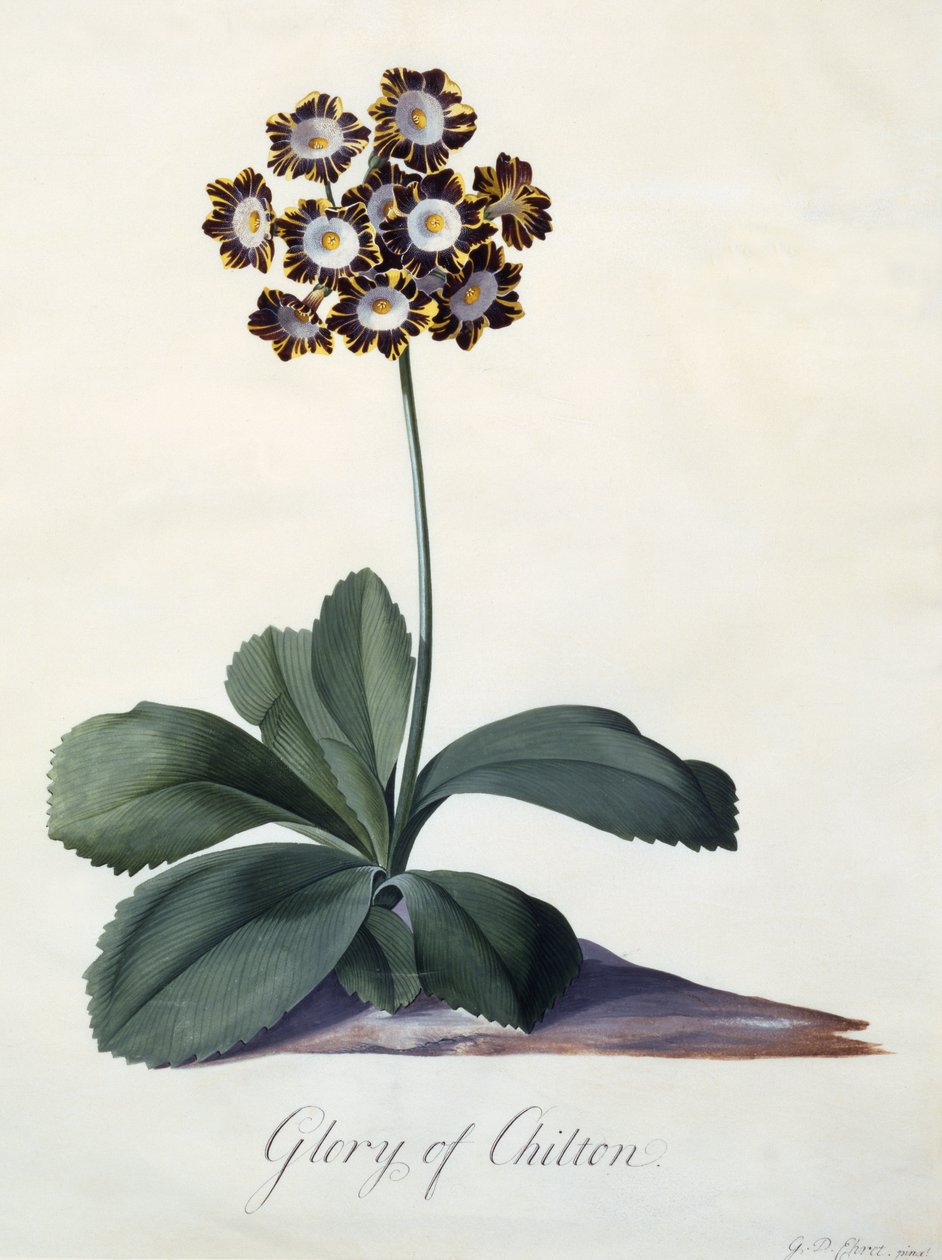 चिल्टन की महिमा, c.1745 (हाथ से रंगा हुआ उत्कीर्णन) द्वारा जॉर्ज डायोनिसियस एह्रेत