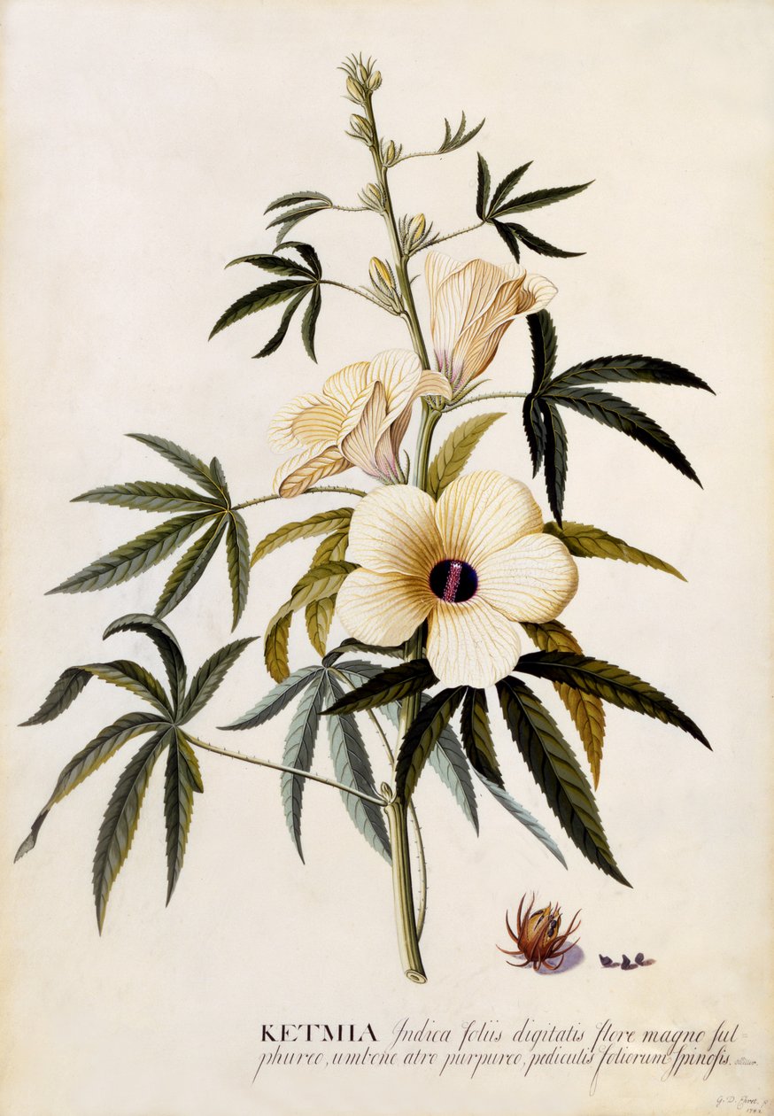 केटमिया, c.1742 (हाथ से सजी रंग की नक्काशी) द्वारा जॉर्ज डायोनिसियस एह्रेत