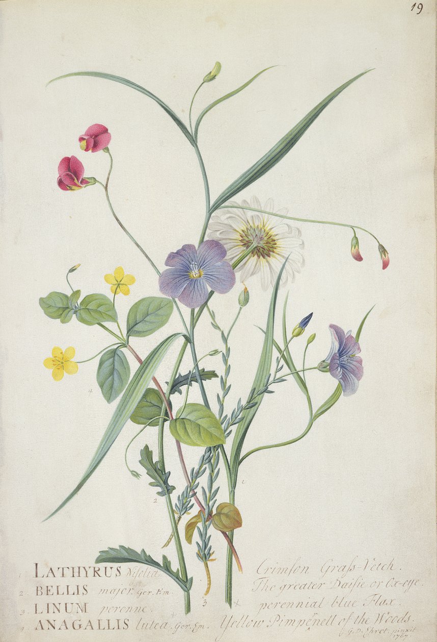 Lathyrus nissolia, सन्तोरीया, सन बारहमासी Lysimackia जंगलों 1767 (ग्रेफाइट, हम चर्मपत्र पर gouache und) द्वारा जॉर्ज डायोनिसियस एह्रेत