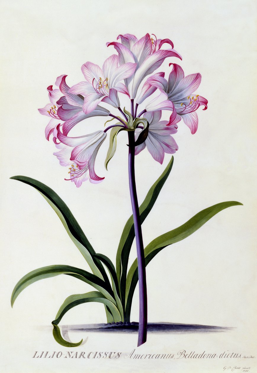 लिलियो नार्सिसस, c.1744 (हाथ से रंग की नक्काशी) द्वारा जॉर्ज डायोनिसियस एह्रेत