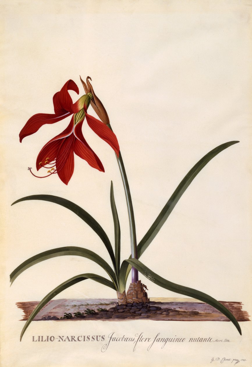 लिलियो-नार्सिसस, जाबोई लिली, c.1743 (हाथ से रंगा हुआ उत्कीर्णन) द्वारा जॉर्ज डायोनिसियस एह्रेत