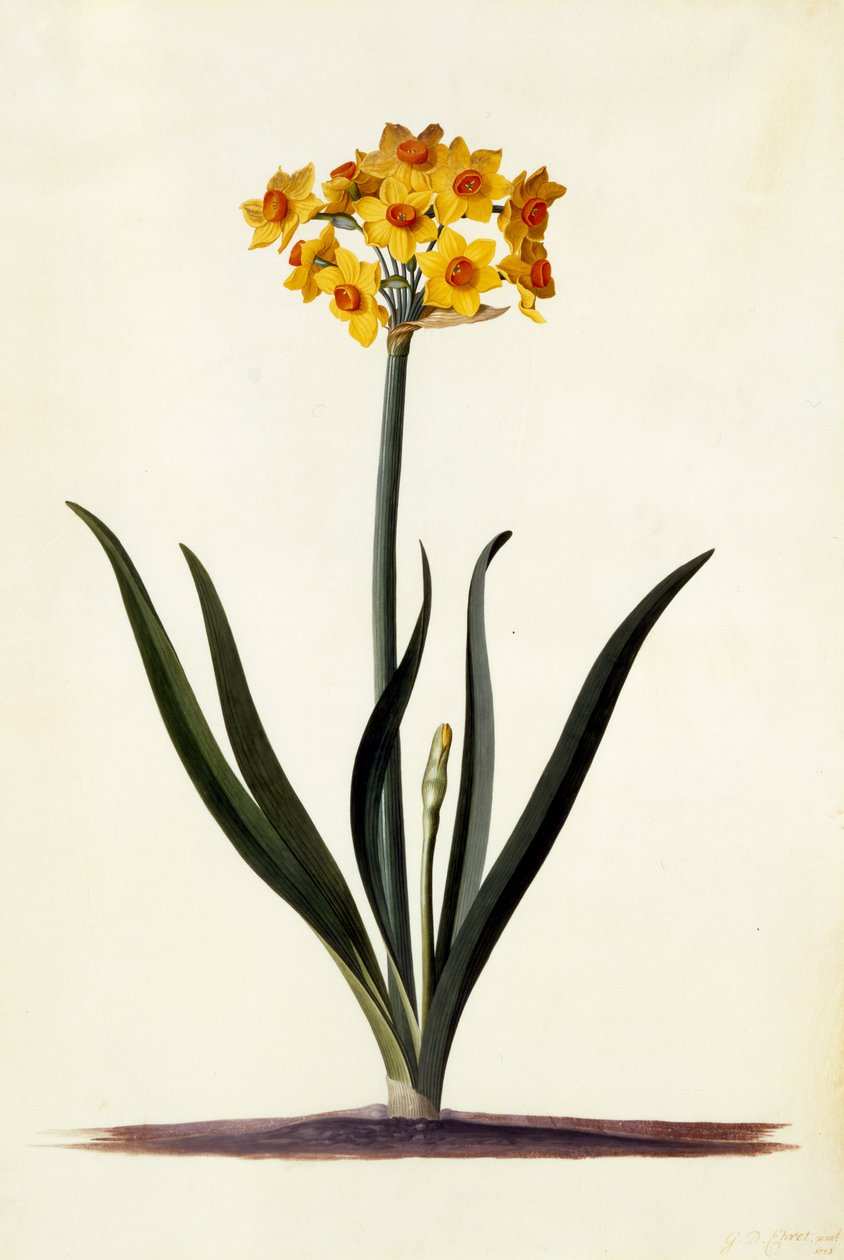 Narcissus, c.1745 (हाथ से रंग की नक्काशी) द्वारा जॉर्ज डायोनिसियस एह्रेत