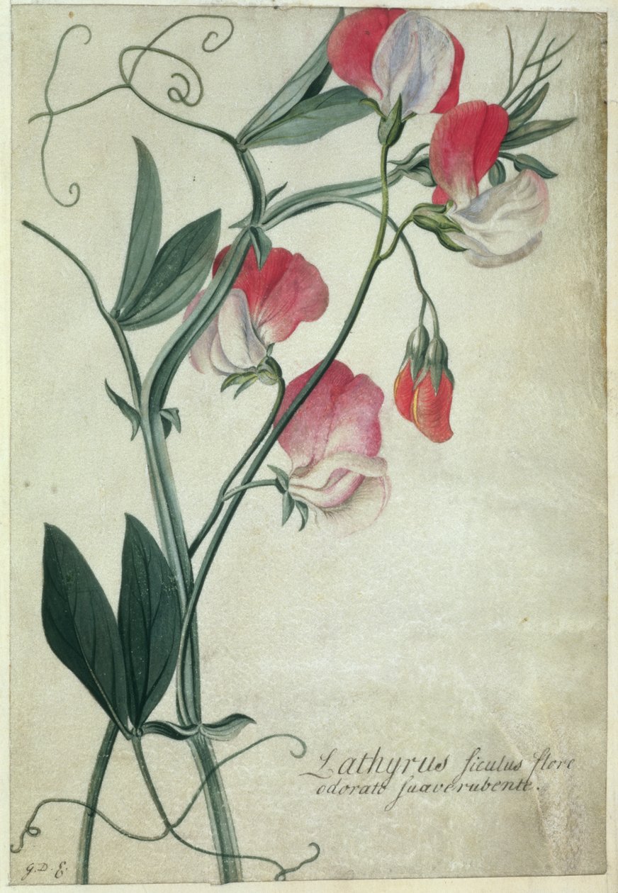 PD.113-1973.f1 Lathyrus सिसिलियन फूल, c.1760-70 (चर्मपत्र पर WC) द्वारा जॉर्ज डायोनिसियस एह्रेत