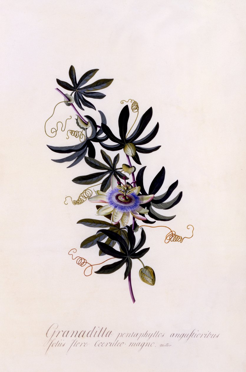 पैसिफ्लोरा ग्रैनाडिला, c.1745 (हाथ से रंग की नक्काशी) द्वारा जॉर्ज डायोनिसियस एह्रेत