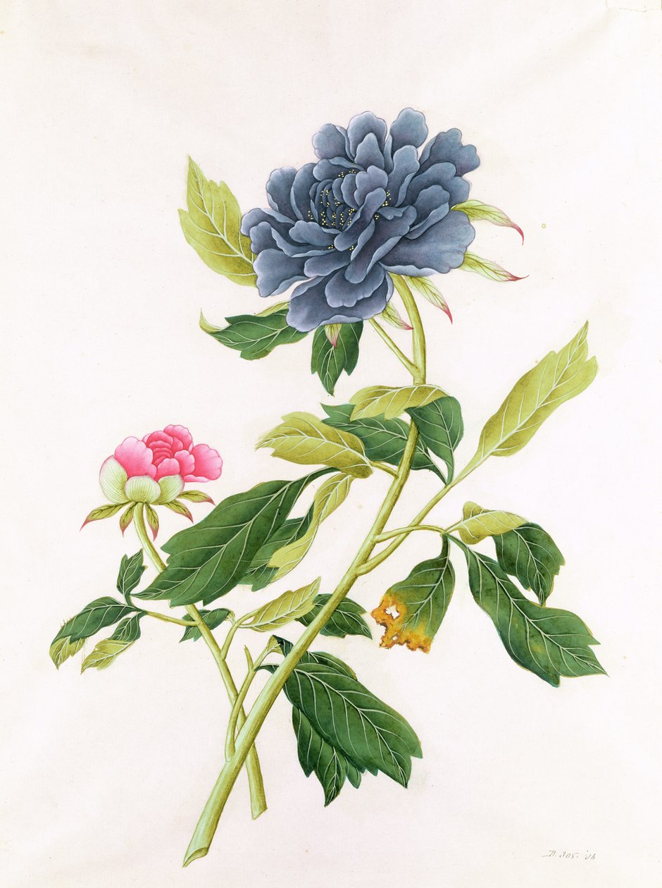 Peony द्वारा जॉर्ज डायोनिसियस एह्रेत