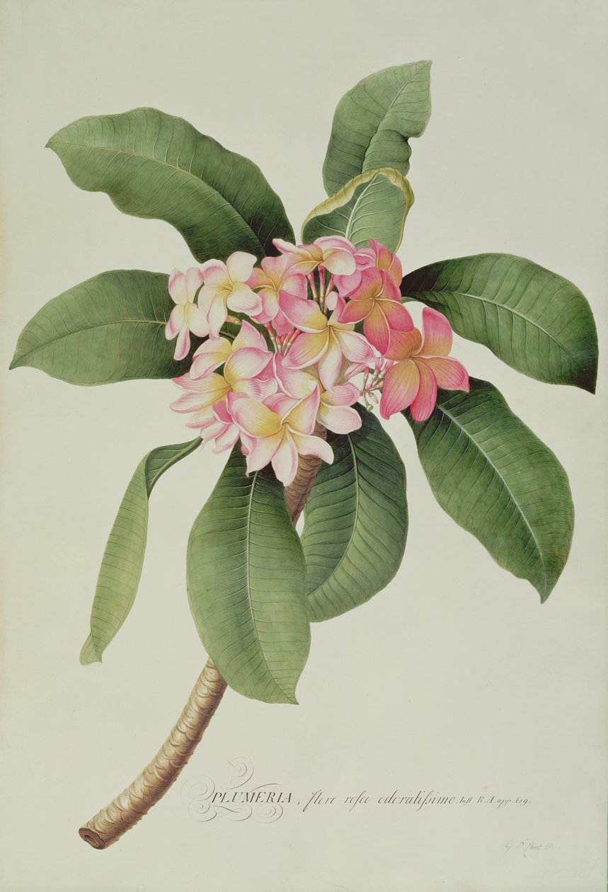 Plumeria द्वारा जॉर्ज डायोनिसियस एह्रेत