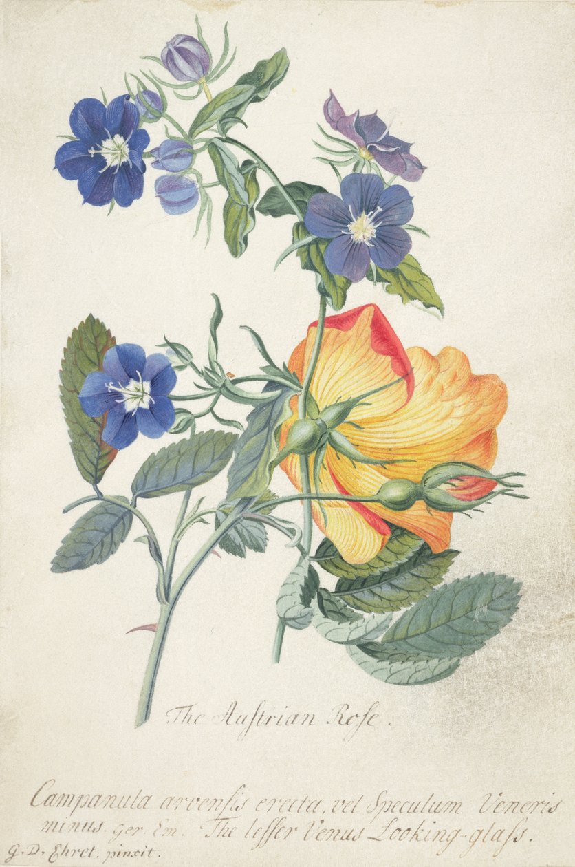 ऑस्ट्रियाई रोज़, दो अलग प्रजातियों (ग्रेफाइट, wc und bodycolour on vellum) का इंटरवेड स्प्रे द्वारा जॉर्ज डायोनिसियस एह्रेत