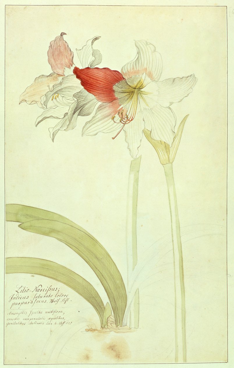 Amaryllis, लिली-Narcissus, भारतीय द्वारा जॉर्ज डायोनिसियस एह्रेत