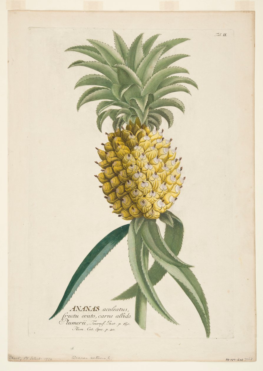 अनानास सैटिवस, अनानास, c1740-1770। द्वारा जॉर्ज डायोनिसियस एह्रेत
