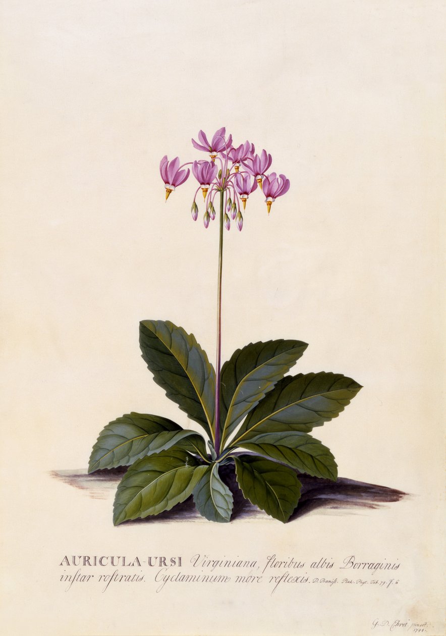 अरिकुला बर्सी, शूटिंग स्टार, c.1744 (हाथ से रंगीन उत्कीर्णन) द्वारा जॉर्ज डायोनिसियस एह्रेत