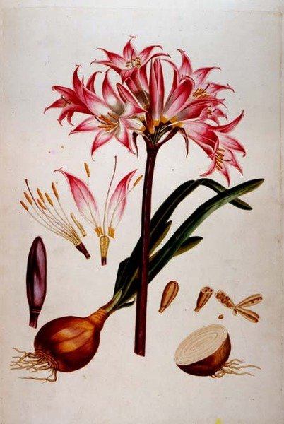``चयनित पौधों'' (1750-73) से वानस्पतिक प्लेट (क्रिस्टोफ़ जैकब ट्रू द्वारा भी संकलित) द्वारा जॉर्ज डायोनिसियस एह्रेत