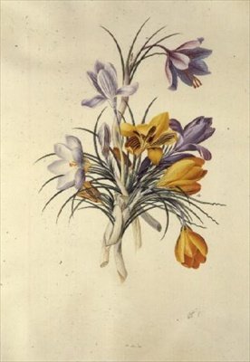 Crocus द्वारा जॉर्ज डायोनिसियस एह्रेत