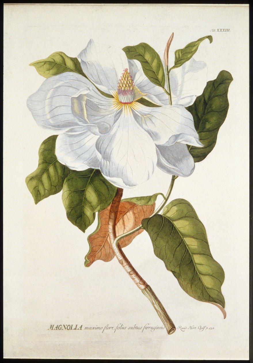 ग्रेट ब्लूम में मैगनोलिया, c1740-1770। द्वारा जॉर्ज डायोनिसियस एह्रेत