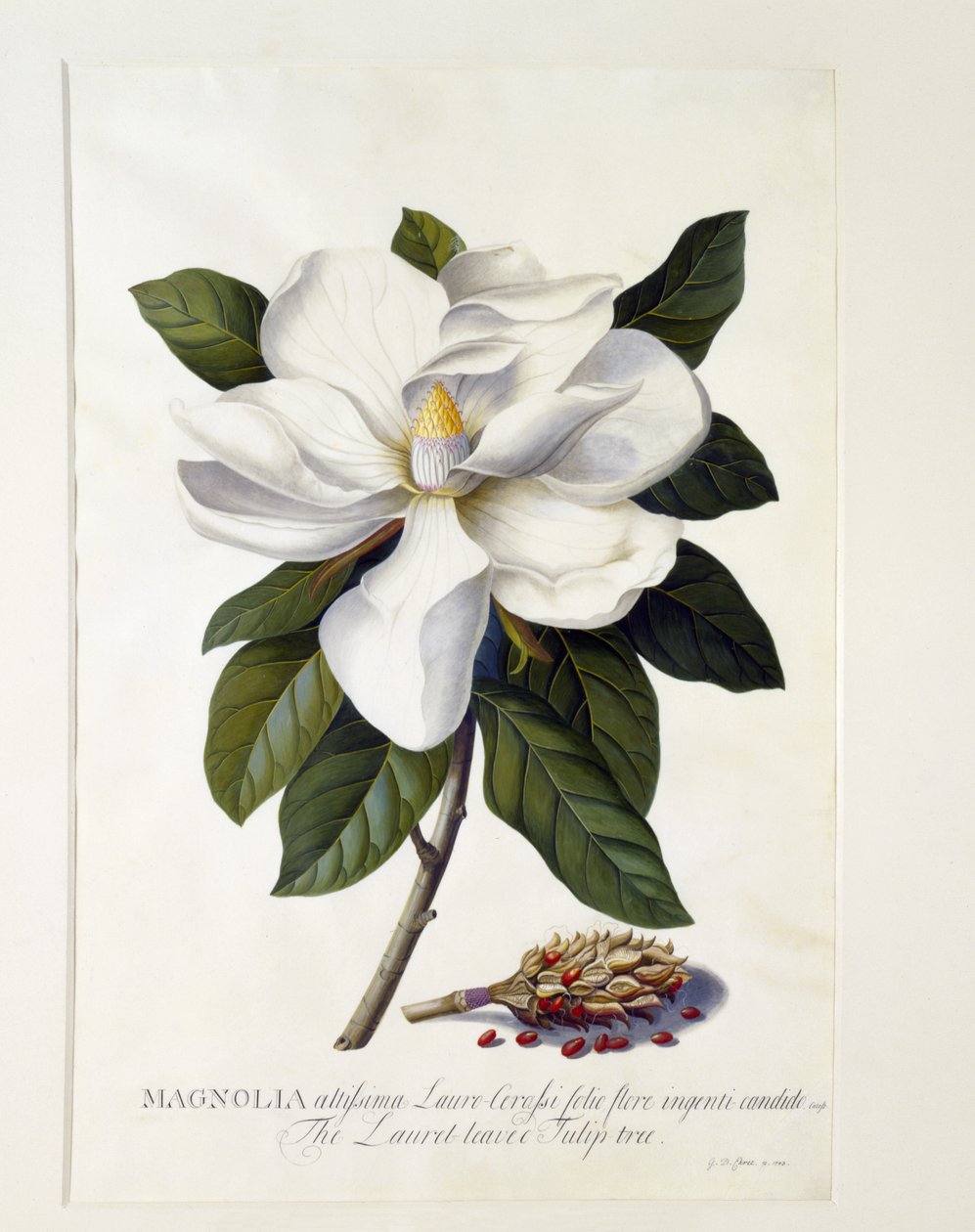 मैगनोलिया ग्रैंडिफ्लोरा, c.1743 (हाथ से सजी रंग की नक्काशी) द्वारा जॉर्ज डायोनिसियस एह्रेत