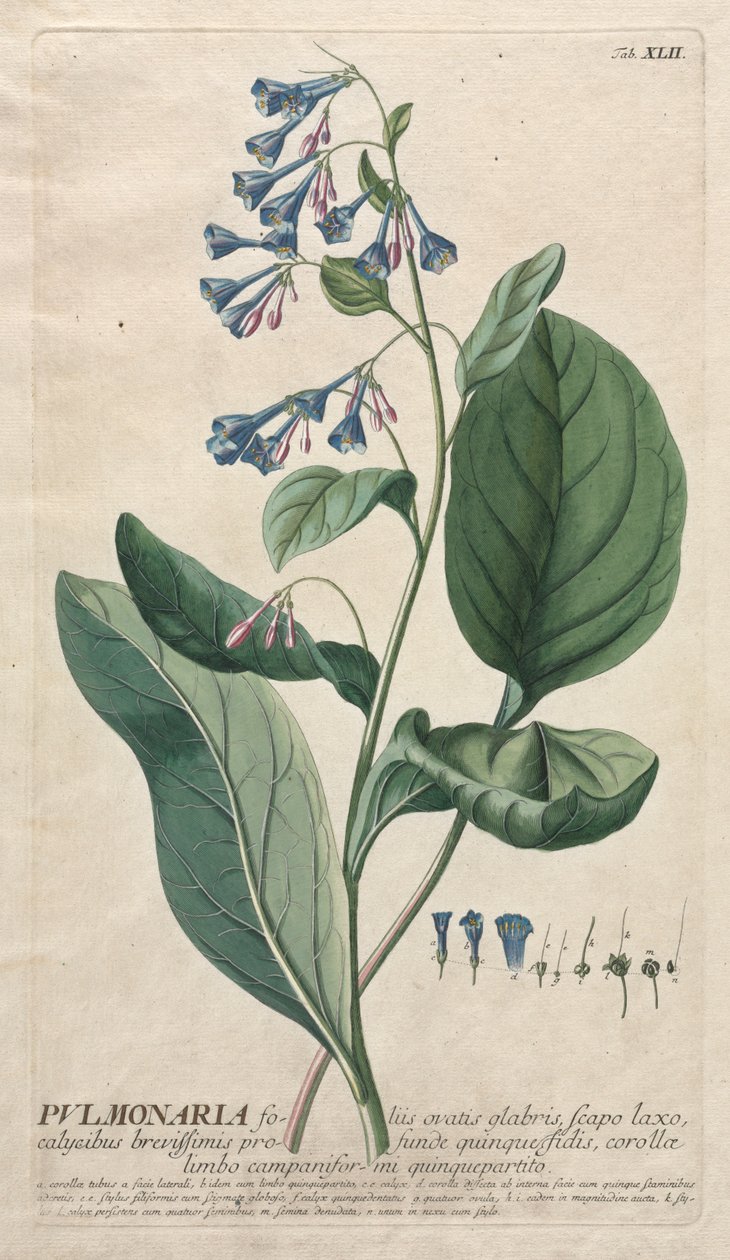 पौधों का चयन करें: नहीं 42 - PULMONARIA। द्वारा जॉर्ज डायोनिसियस एह्रेत